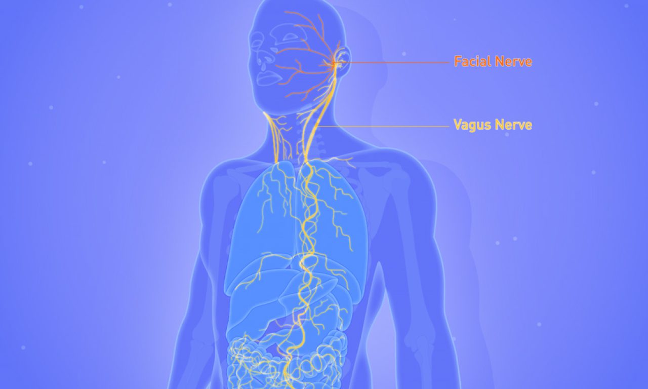 Vagus-Nerve