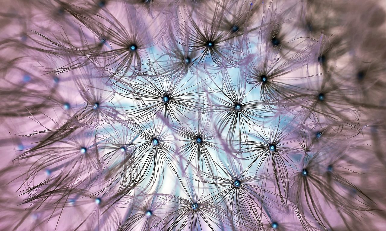 dandelion-1346727_1280